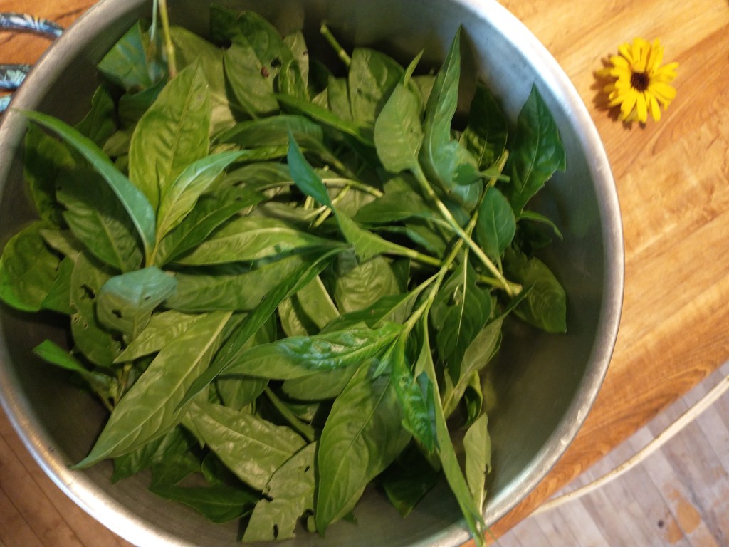 Indigo dyeing from my&nbsp;garden